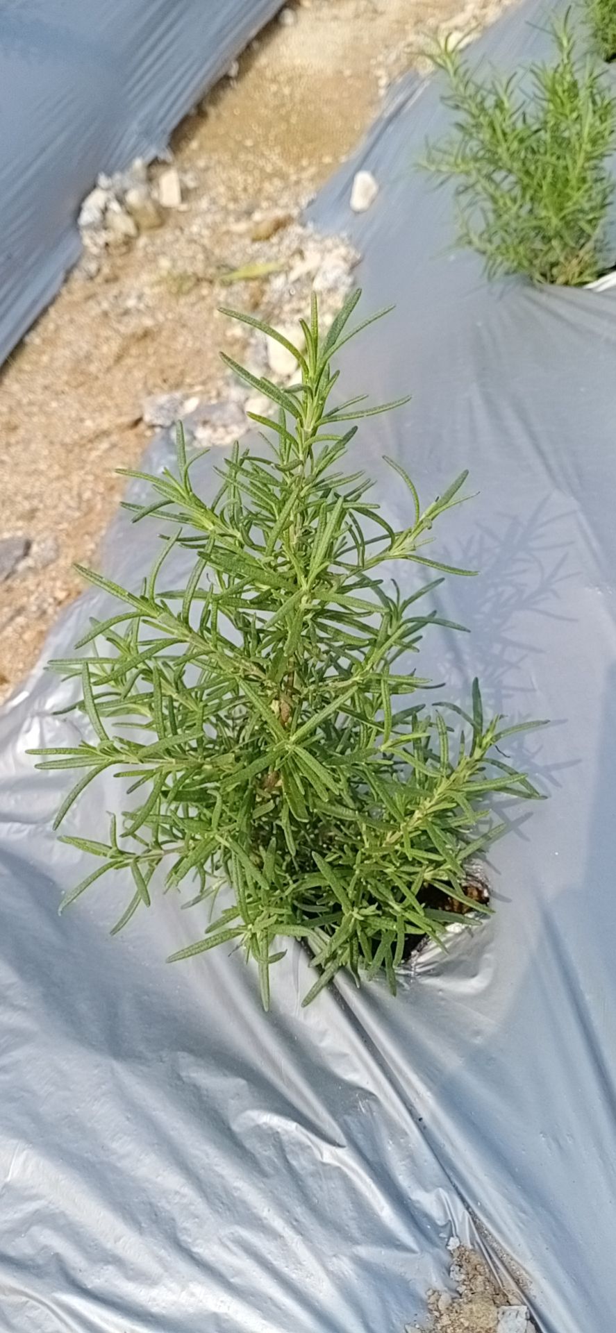 中药材迷迭香 迷迭香中草药出售，