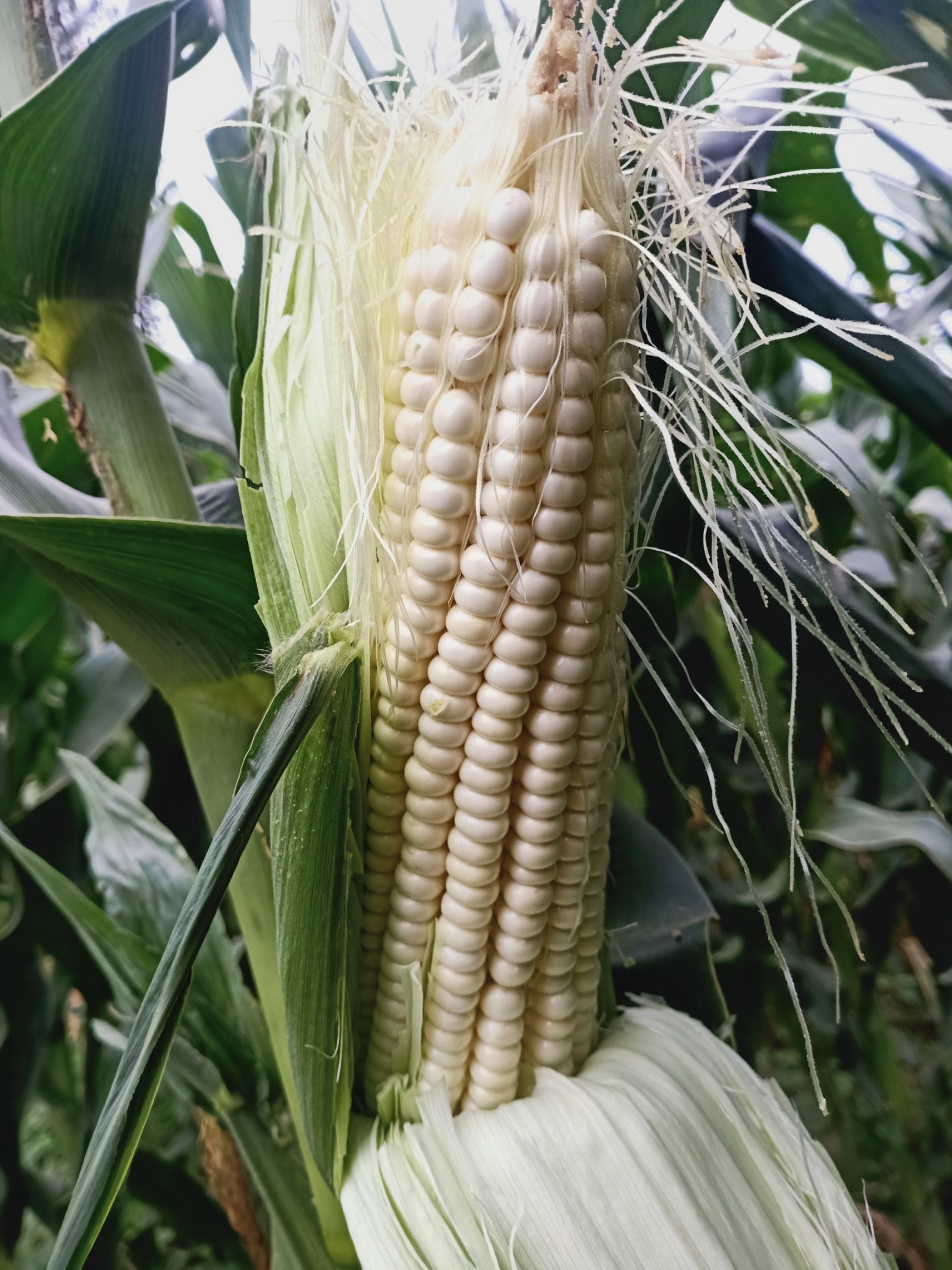 鲜玉米黏玉米。刚刚上市。