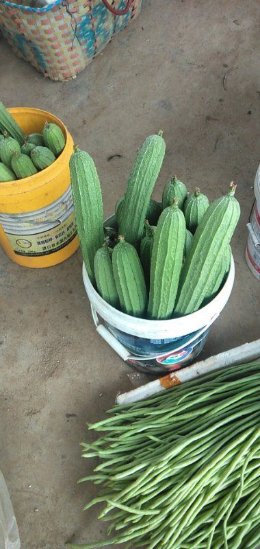 桂林棱丝瓜  各式蔬菜代收