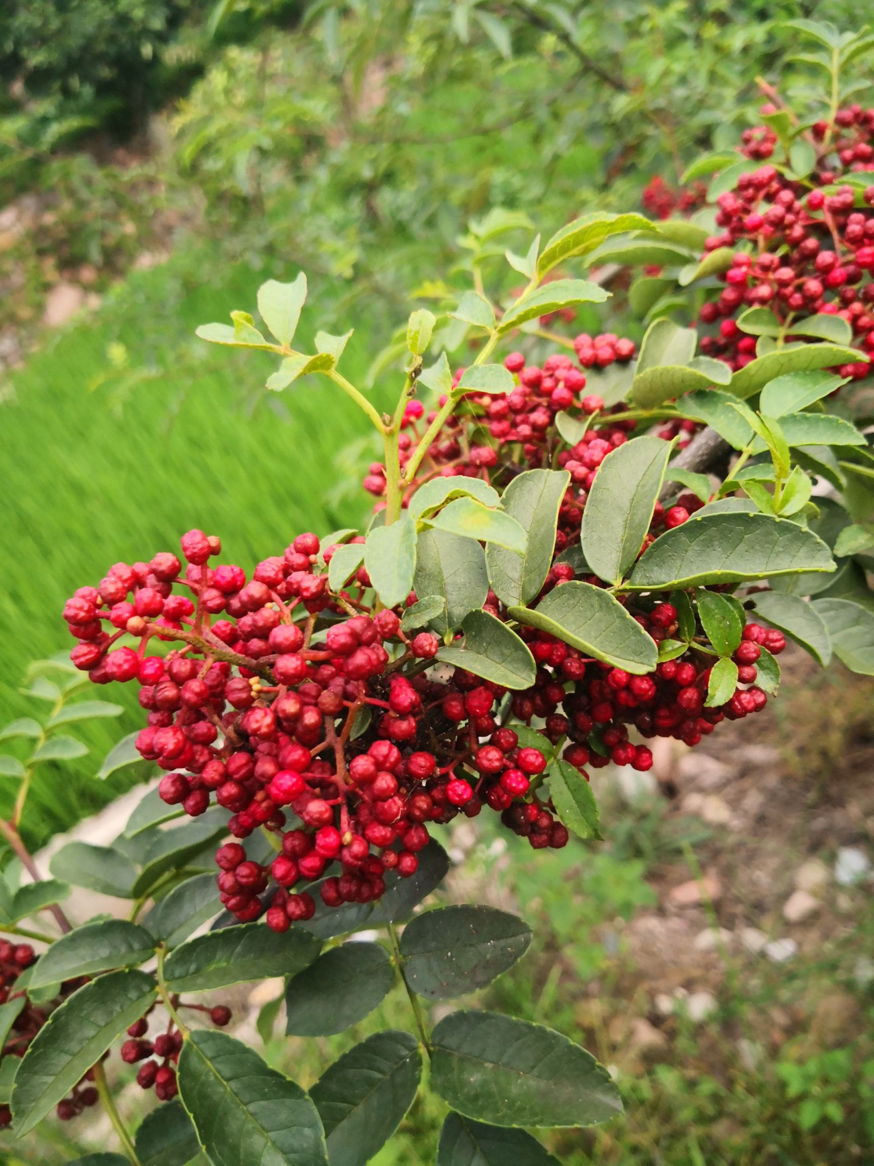 花椒苗  无刺大红袍花椒汉源贡椒嫁接苗营养杯苗基地直供