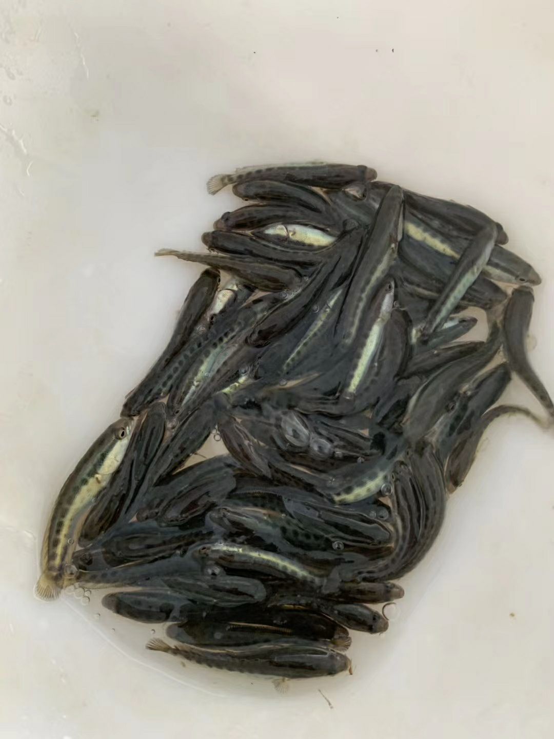  黑鱼苗