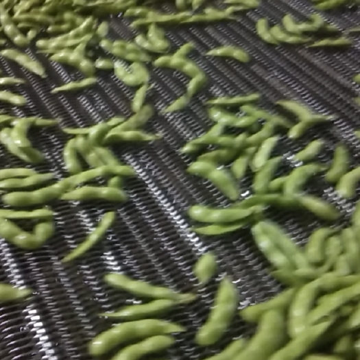 邳州市 江苏鲜毛豆大量上市了