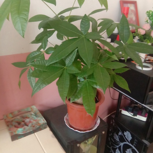 沭阳县 老根发财树