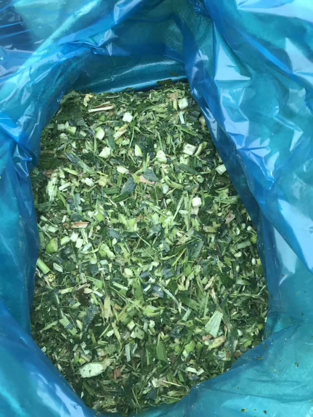 青储草  青储玉米草