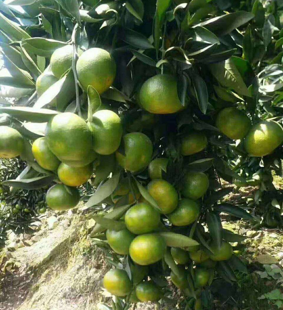 大分四号柑桔苗  大分四号早熟蜜桔苗 温州蜜桔苗 日南一号