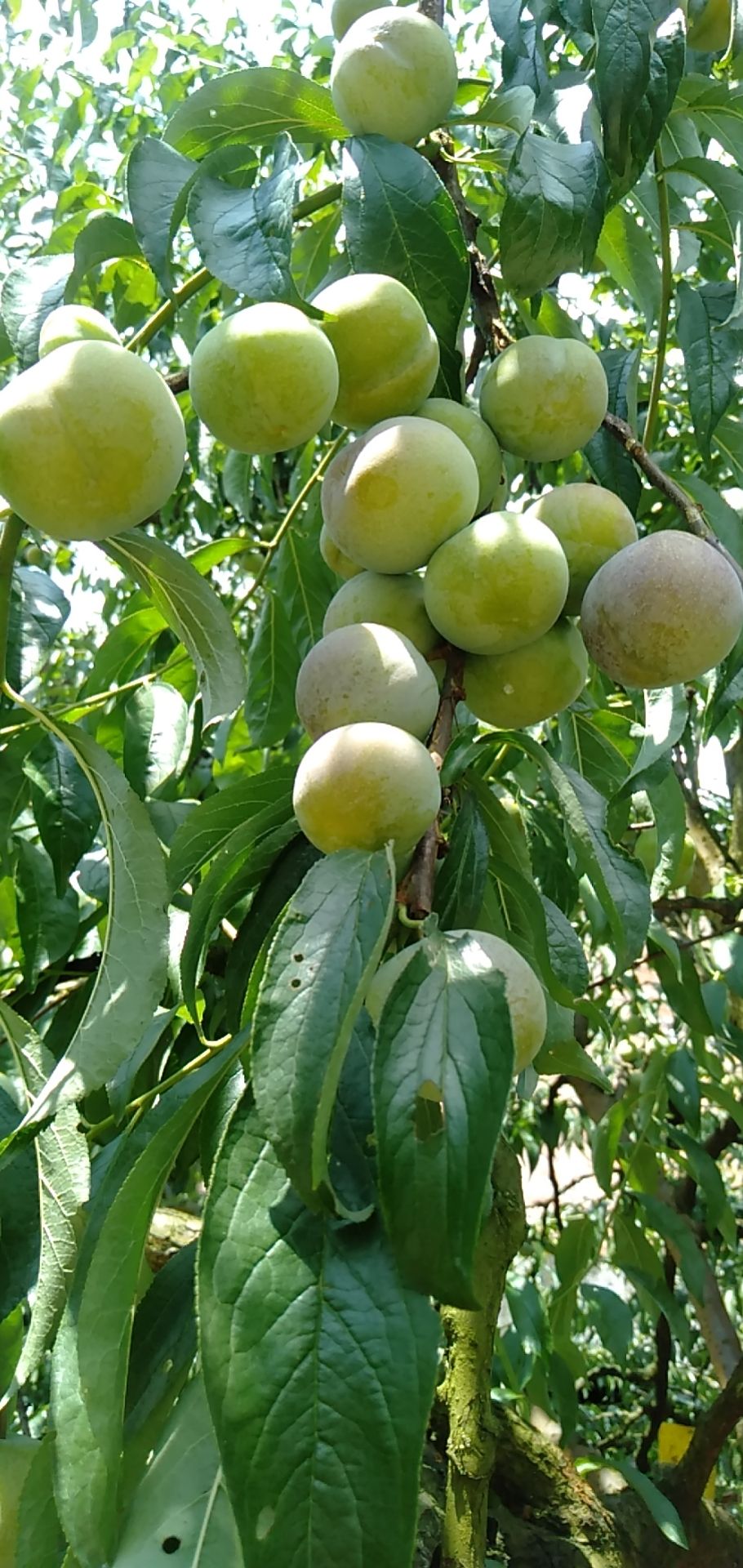 半边红李子 15 - 20mm