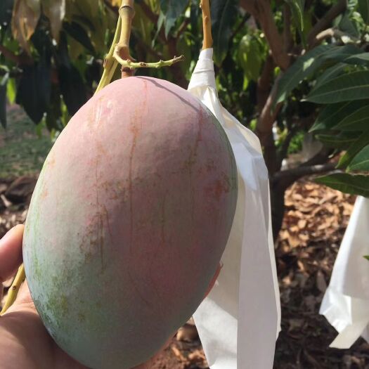 攀枝花凯特芒 攀枝花大凯特大凯特