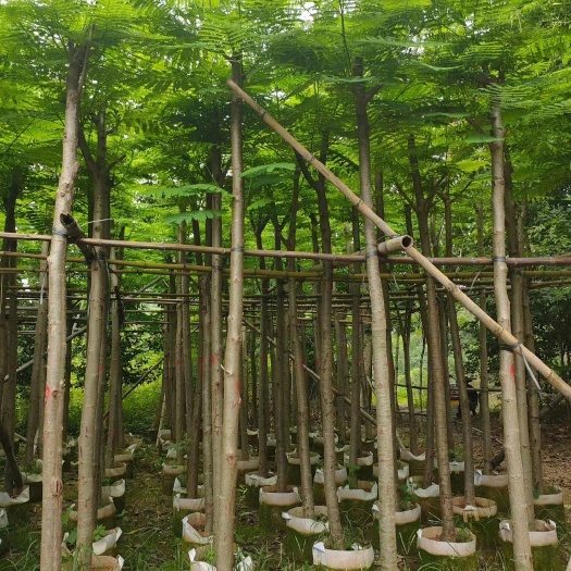  凤凰木5~10公分待售基地直销