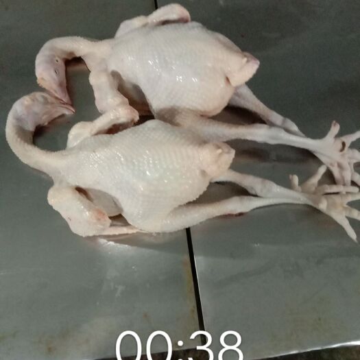 南宁白条鸡  长期供应优质817/花项白条鲜鸡销售