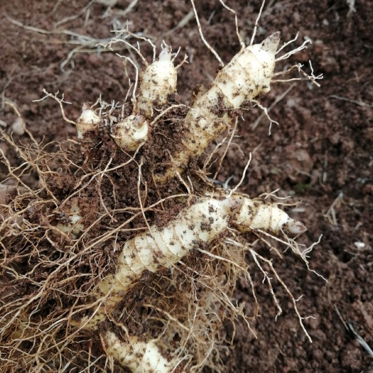 桂阳县 3年鲜玉竹