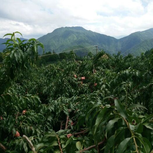  炎陵黄桃原产地现摘现发