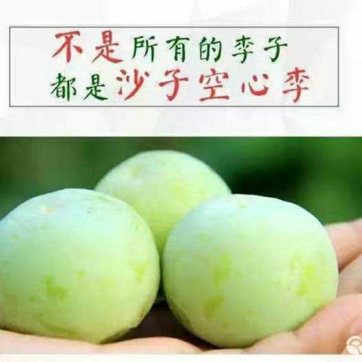 沿河县脱骨李  沙子空心李 李子王10斤装包邮