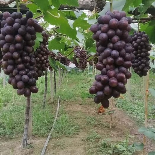 常州夏黑葡萄 2斤以上 5%以下 1次果