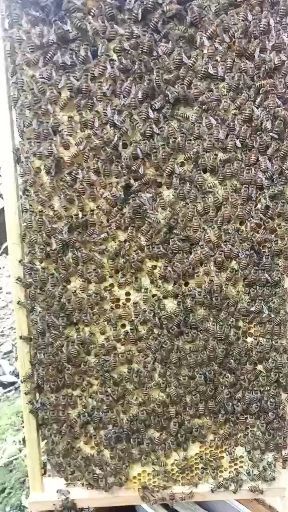 中蜂  现货销售三脾规格的西瓜授粉专用中蜂