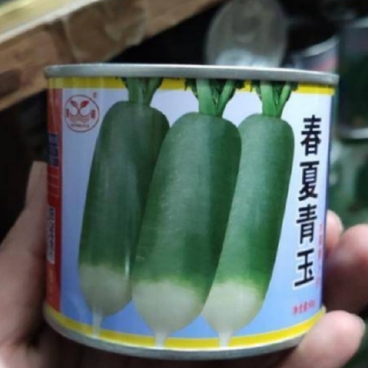 郑州 水果萝卜种子，萝卜种子，春夏青玉（超优品种）市场热销品种