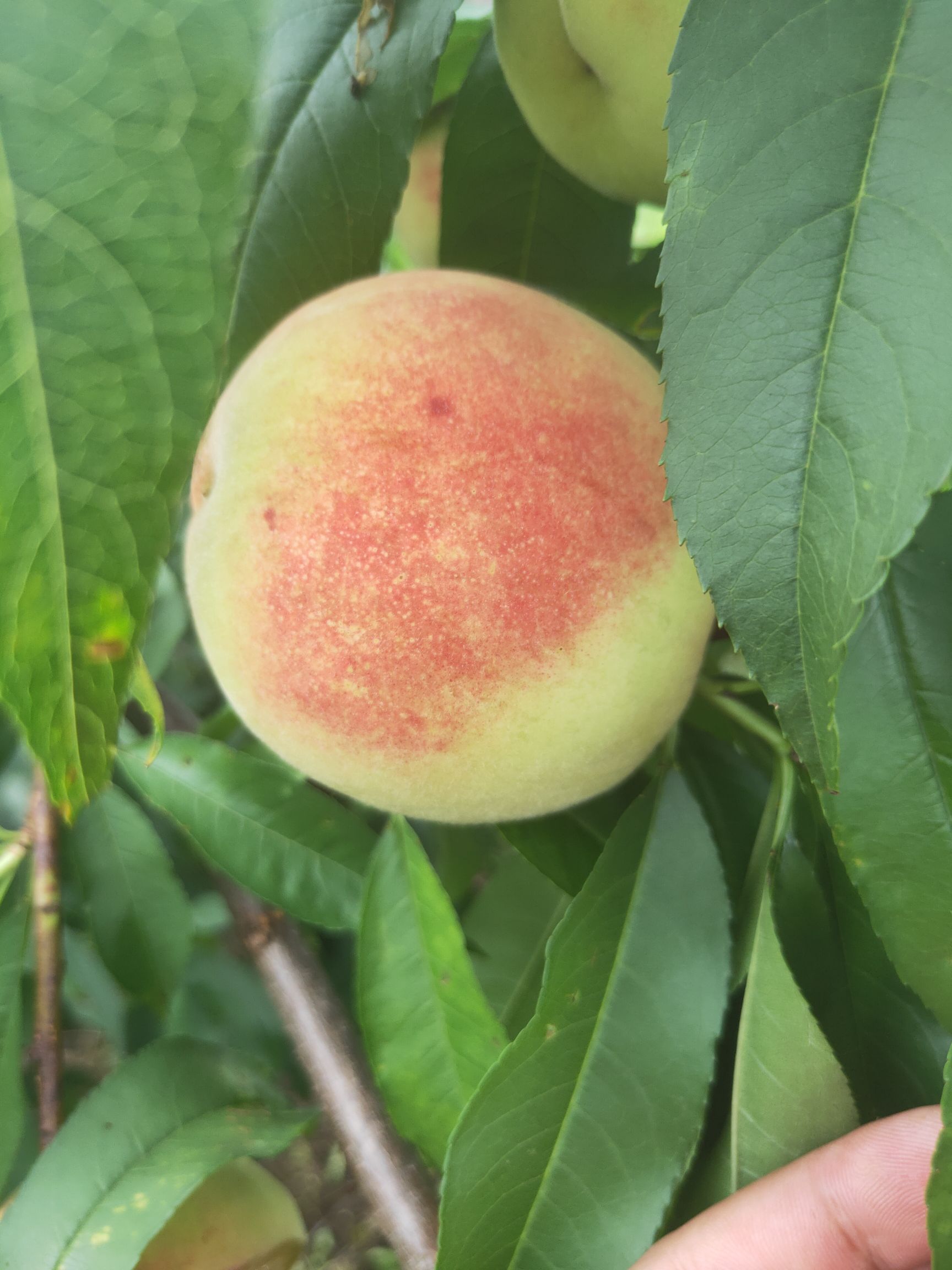  苹果桃大量上市，需要的联系我
