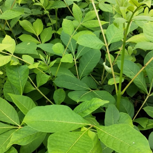 兴安县吴茱萸苗 吴茱萸杯苗