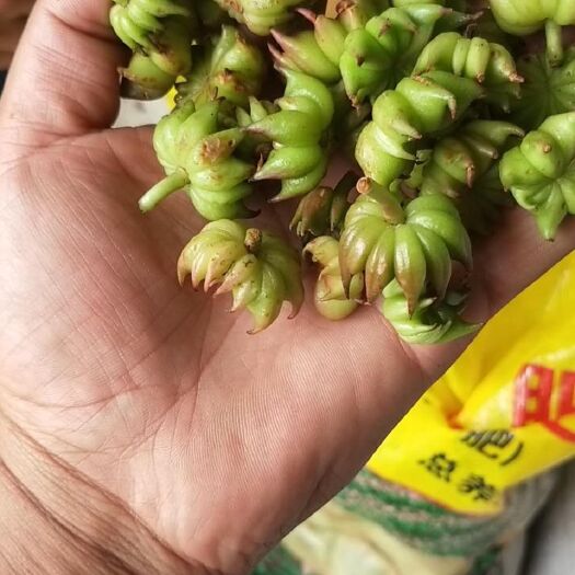 乐山 野八角