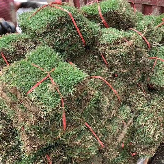 隆安县马尼拉草皮   现货草皮马尼拉，欢迎老板砸单
