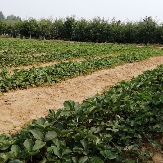 顺平县 预售各种草莓苗。立秋起苗价格面议。脱毒。上车价。