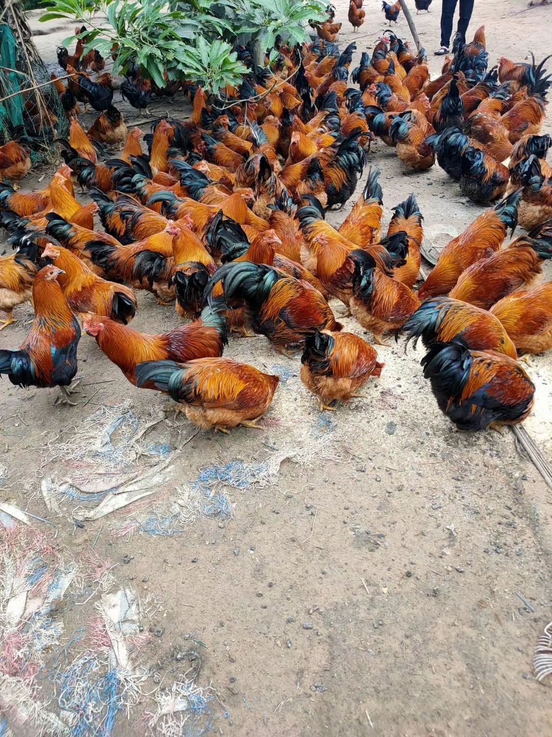 阉鸡  200天钦州北区玉米粉料鸡，皮黄肉质结实