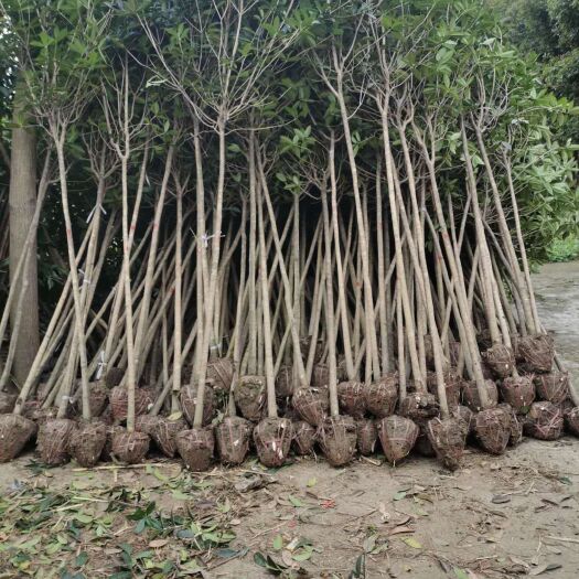 崇州市普通桂花树 3公分桂花处理卖