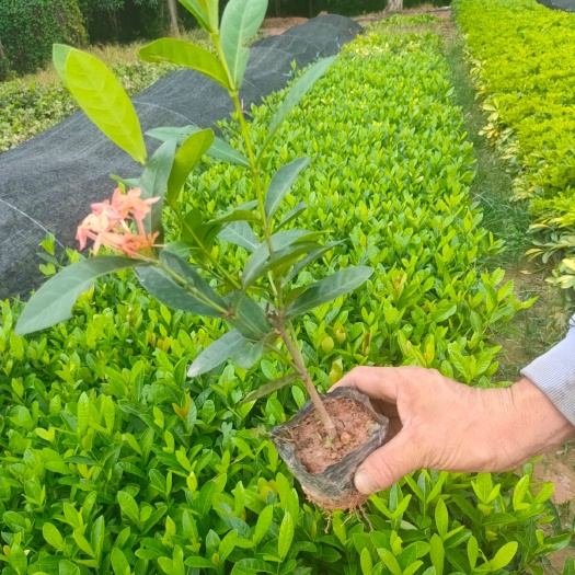 东莞市 本地龙船花