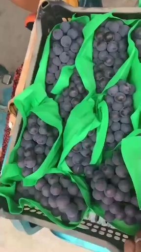邯郸 京亚红无核夏黑乒乓球葡萄大量上市