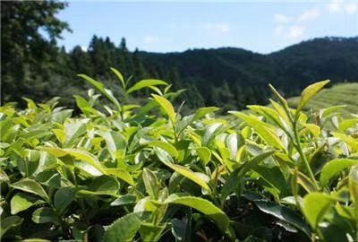 寒富苹果树苗 自己的茶园，自产自销欢迎骚扰
