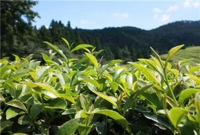 大悟县寒富苹果树苗 自己的茶园，自产自销欢迎骚扰