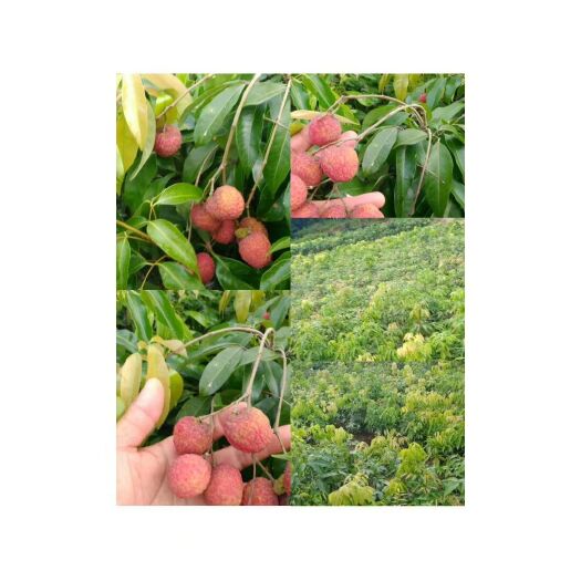 灵山县 荔枝树苗妃子笑无核桂味糯米糍白糖婴鸡嘴荔仙进奉…