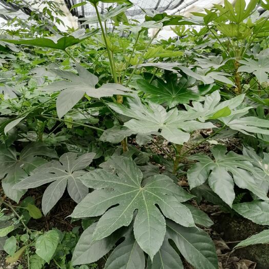 成都自家苗圃供应八角金盘  基地直销   精品货