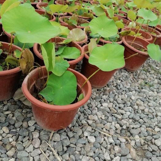  成都荷花基地