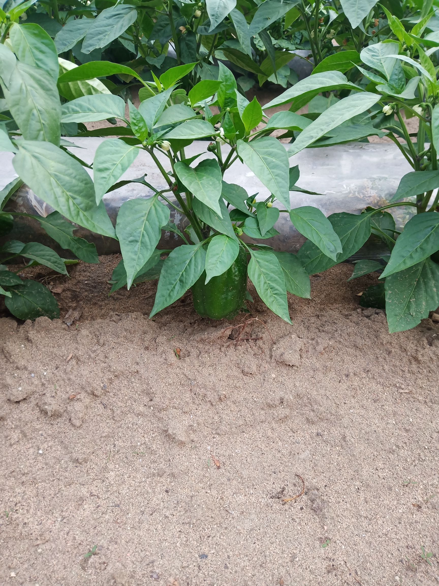 青椒王 甜辣