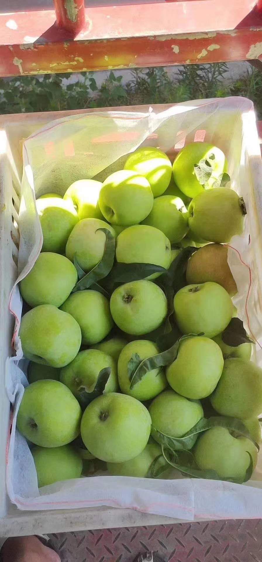 辽伏苹果 辽伏藤木大量有货可物流发货