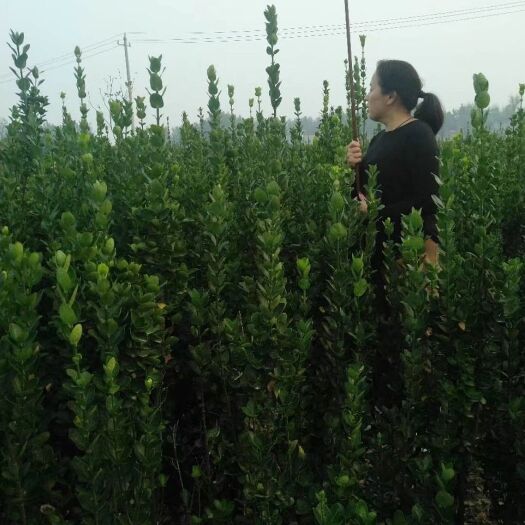 沈丘县 出售各种规格的北海道黄杨