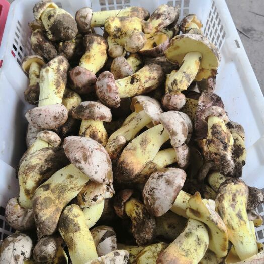 南华县 云南新鲜白葱菌