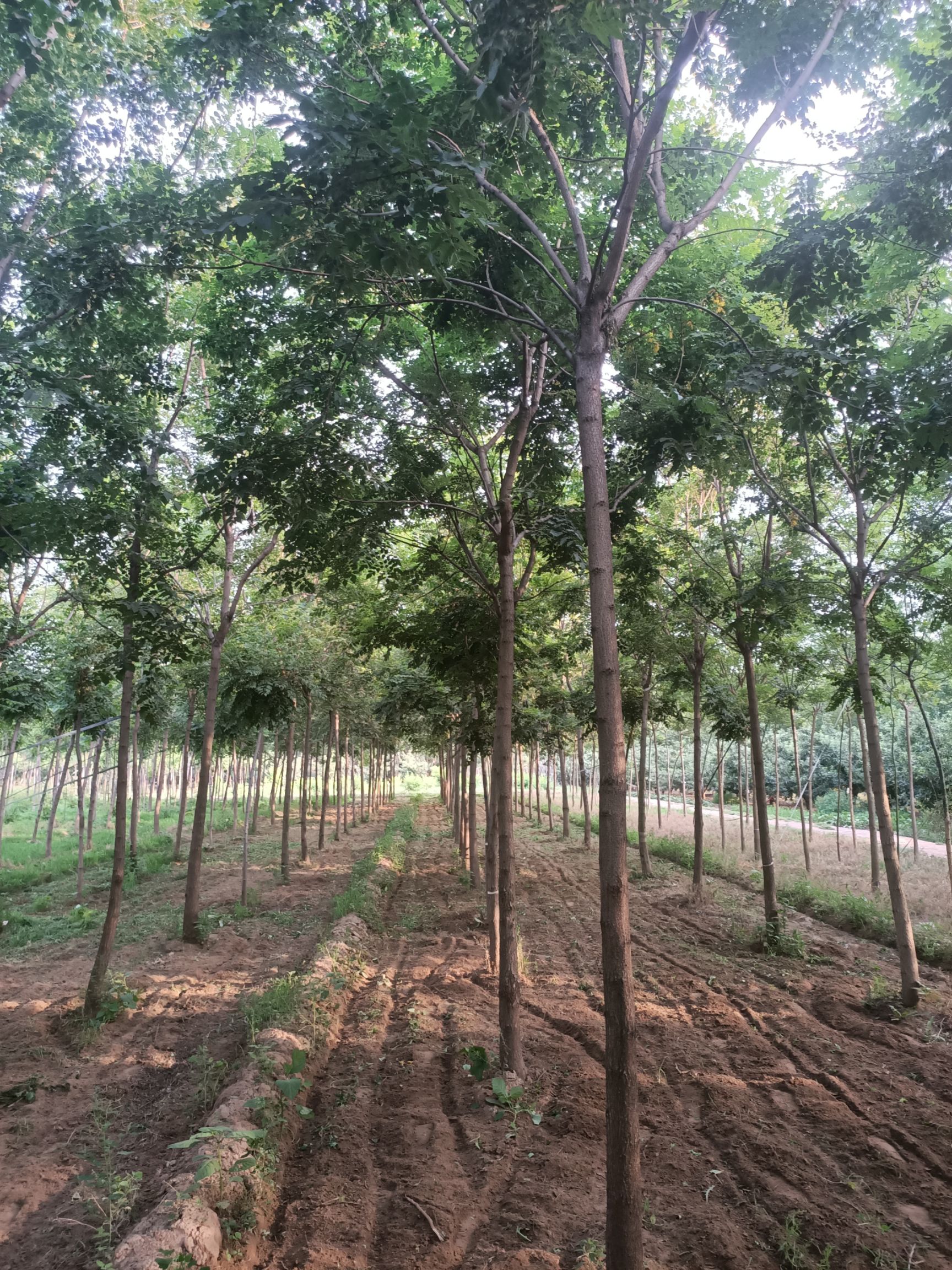 苗木花草 栾树 商品属性 品种名:北栾树 品种名:北栾树 高度:2~3米