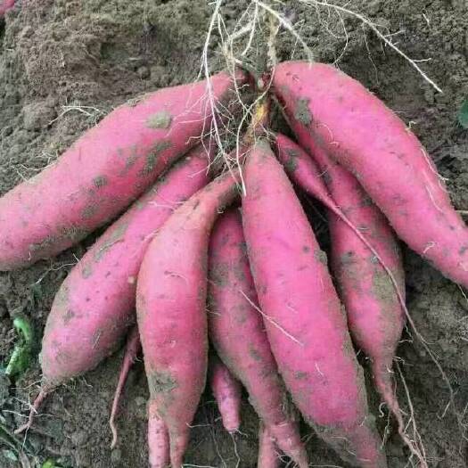 饶阳县 红薯 大量供应 各种品种规格