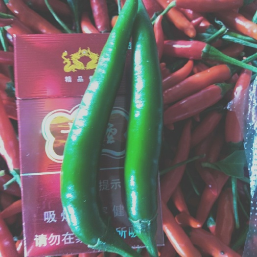 师宗县朝天椒 特辣