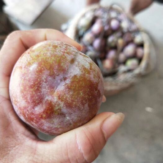  芙蓉李