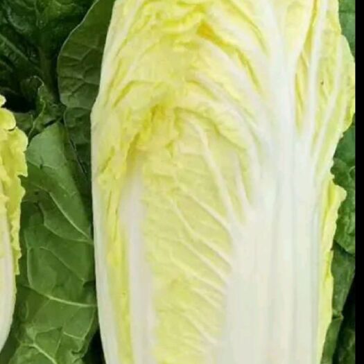 宣恩县黄心娃娃菜 来自世界硒都，高山反季蔬菜