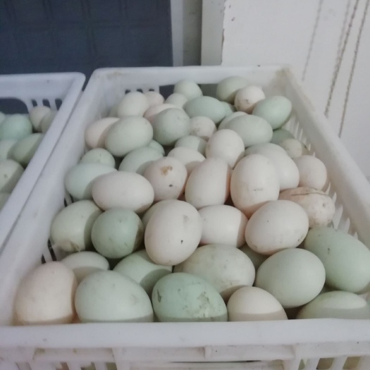 上杭县白羽青壳鸭蛋  鸭蛋