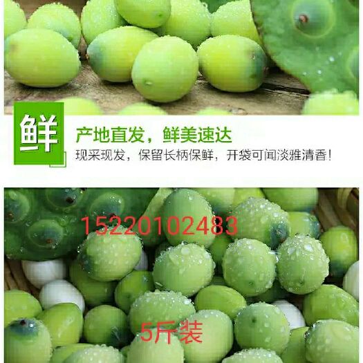 澧县太空莲 香甜可口，水果佳品。