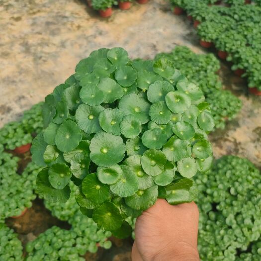 青州市铜钱草盆栽 精品大叶铜钱草