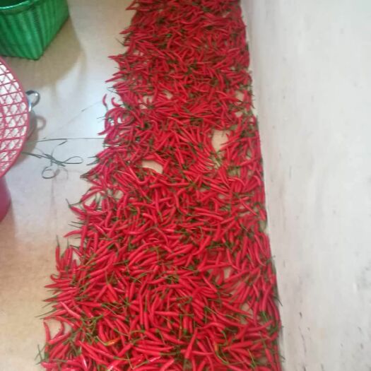 梧州指天椒 中辣