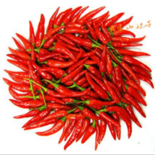 从江县新紅利朝天椒 价格合理，质量好