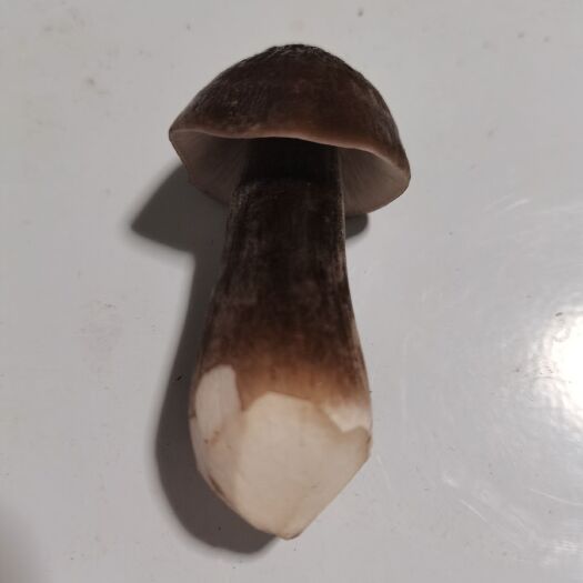 宿迁 黑皮鸡枞菌