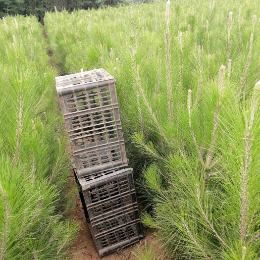 钟祥市湿地松树苗  湿地松容器苗，白麻栎容器苗，乌桕苗，白杨苗
