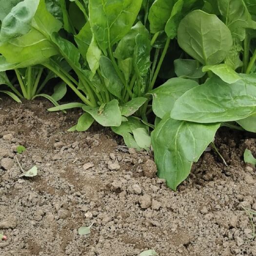 沽源县大叶菠菜 无虫害  无病叶